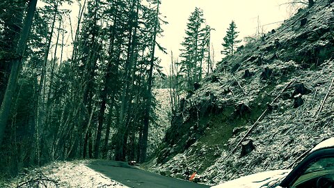 Into the Forest