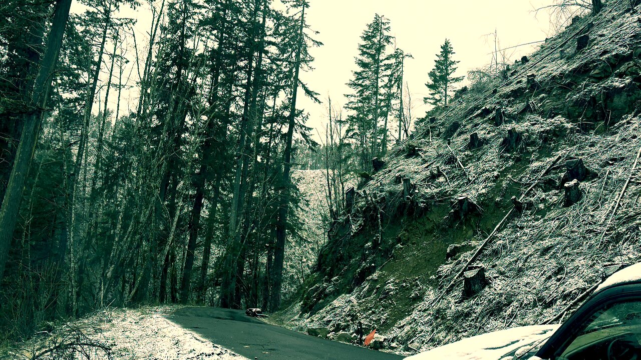 Into the Forest