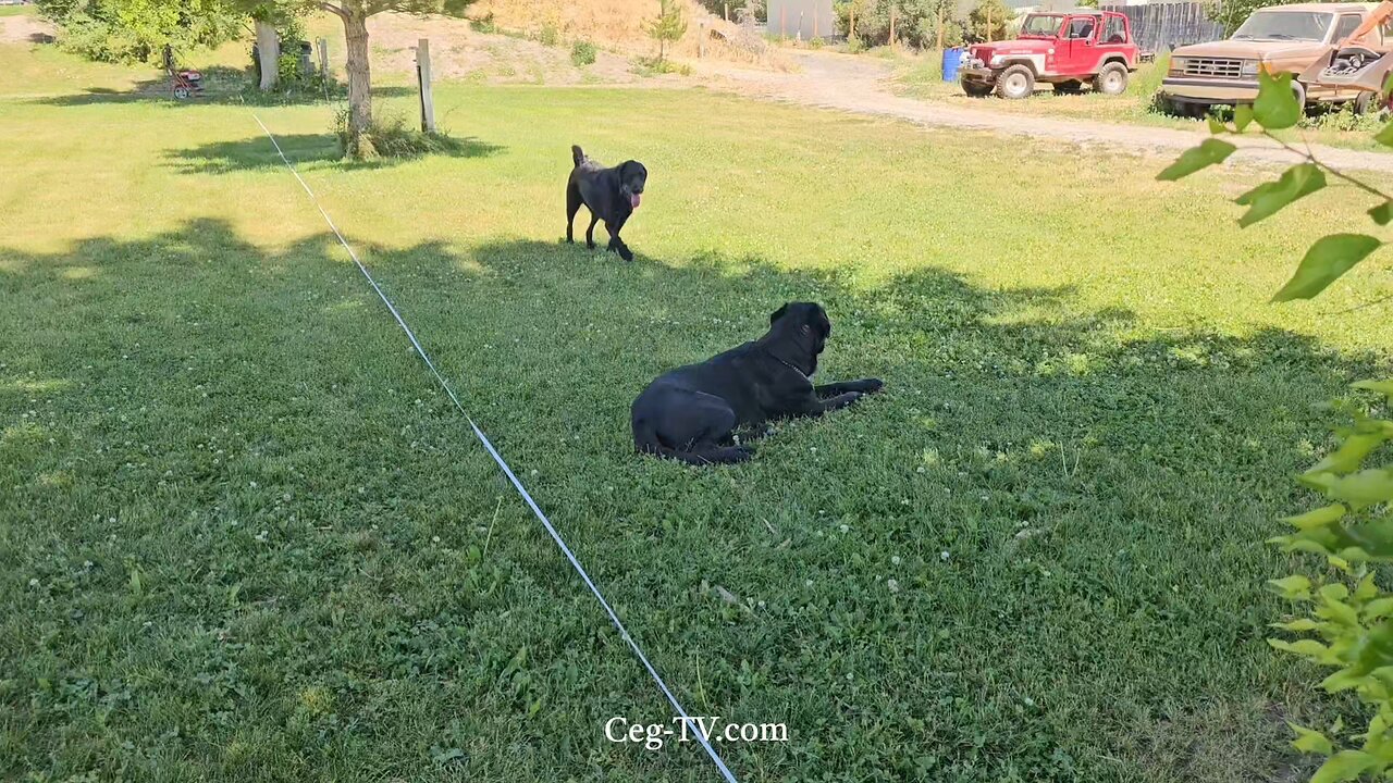 Graham Family Farm: 12:30 PM June 9 2025