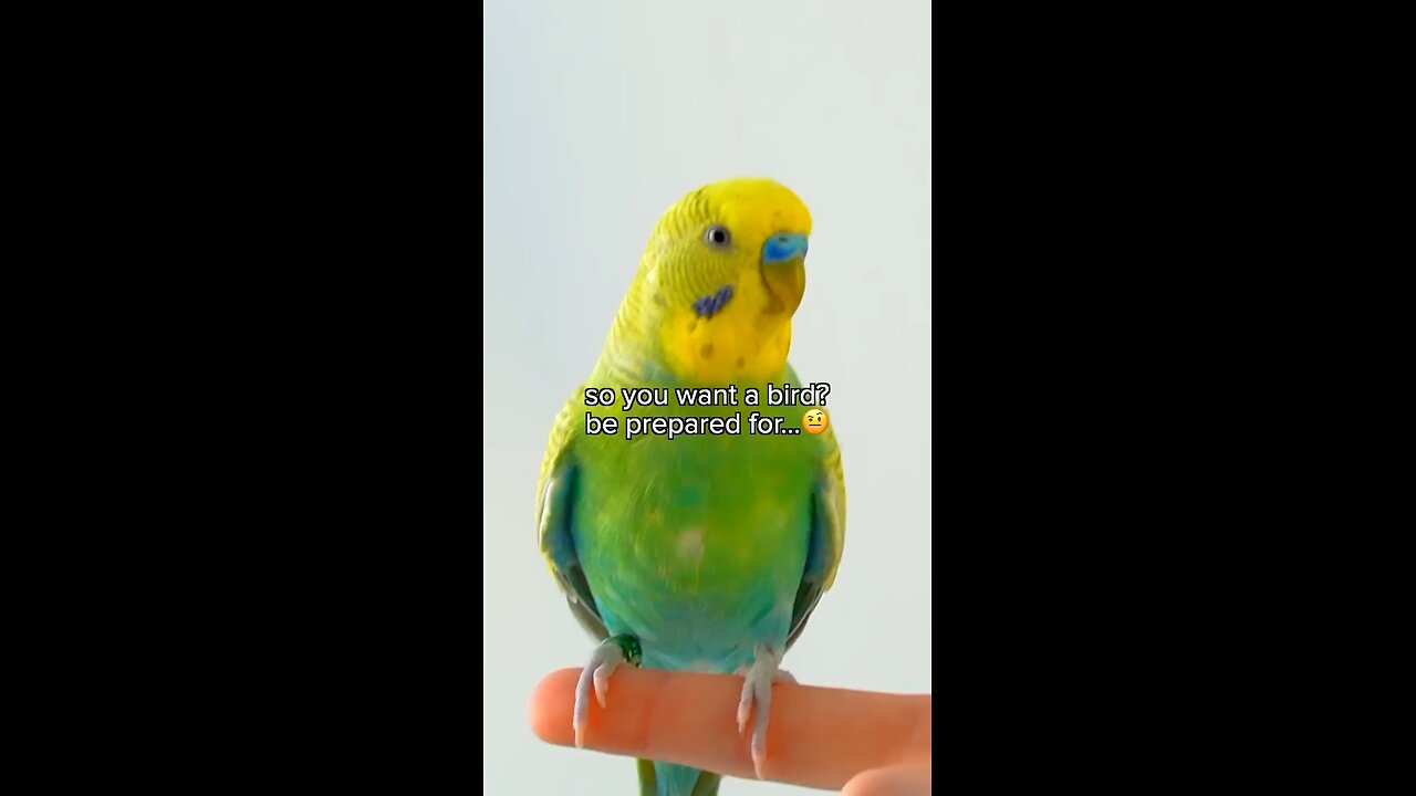 Budgie funny moment