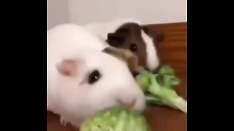 cute baby animal video