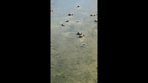 Mallard Ducks 🦆 #mallardducks #ducks #followme #shorts #viral #trending #duck