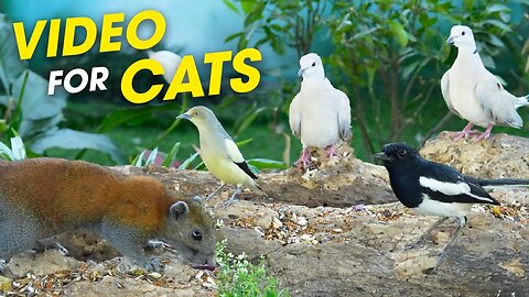 Fun And Engaging Bird Video Designed To Entertain And Calm Your Cat - Video For Cats