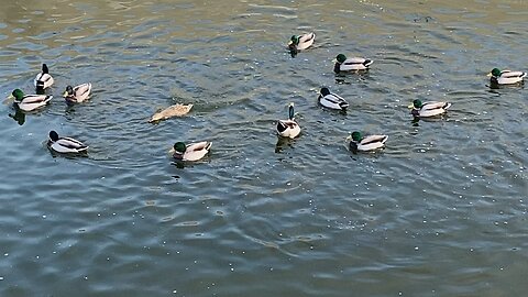 I’m Recording Mallard Ducks 🦆 Today October 25 2025 3