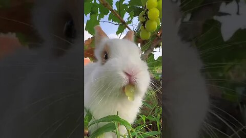 The little rabbit eats juicy grapes and is cute. Rabbit is a cute little pastoral pet.