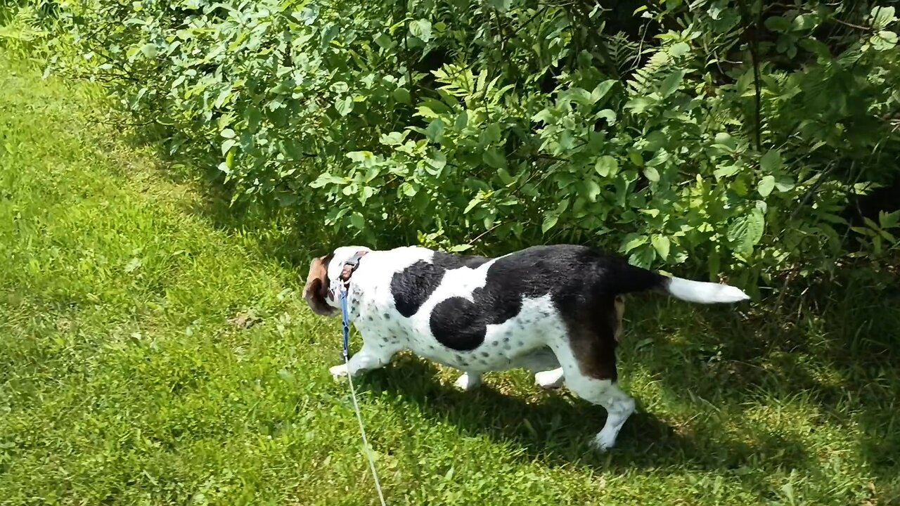 Bandit