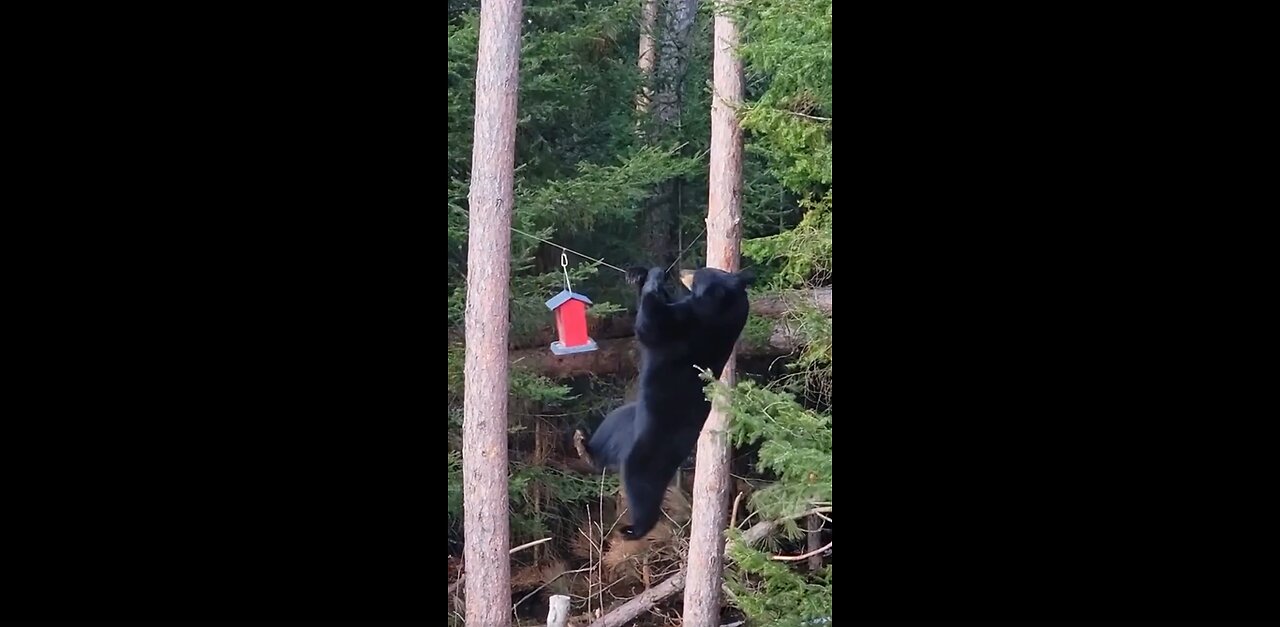 Proof That Nature Also Has Derp Days 🐾🧠💥