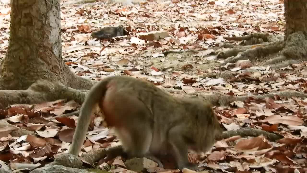 Cogitation old mother GIVE BIRTH NEW BORN BABY Successful