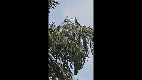 birds