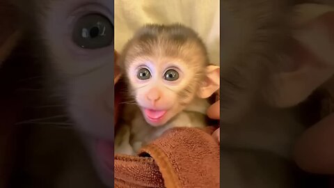 A little smile, a big impact—never underestimate the power of joy! ❤️🐵
