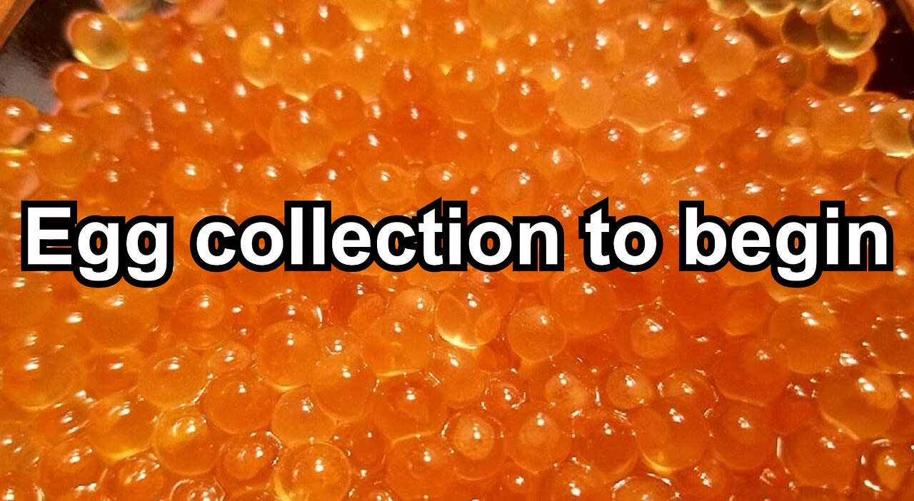 Egg collection to begin