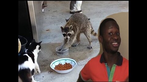 MaximBady - Gangster Raccoon