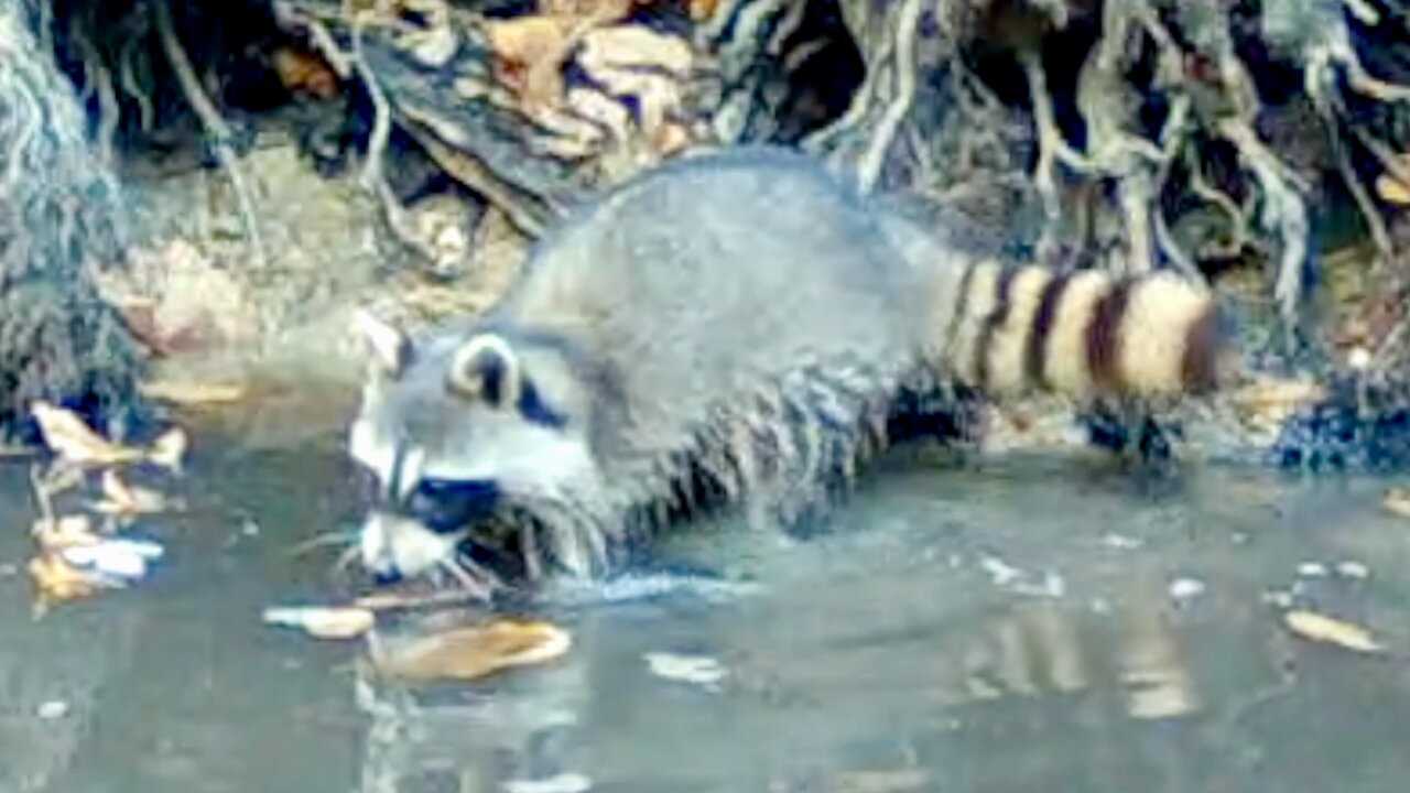 Raccoon Foraging for Food in a Creek