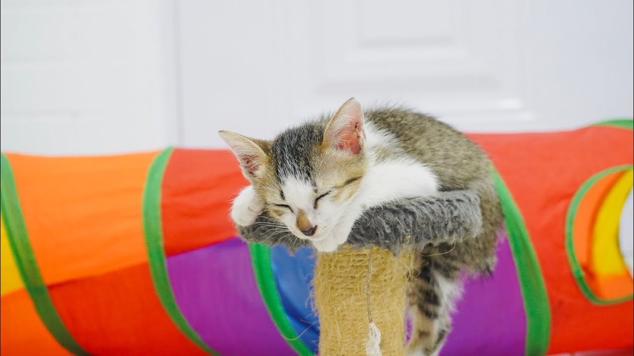 Very Tired Kitten after Running so fast! The baby kittens Rest on the Toy! It was so cute