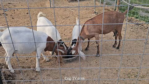 Graham Family Farm NW: 7:00 PM August 19 2025
