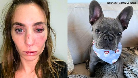Are French Bulldogs the Perfect Companion for Your Family?