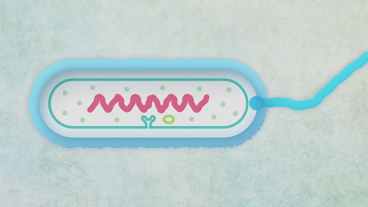 Grandes tueuses : L'antibiorésistance | Inserm [Flokossama]