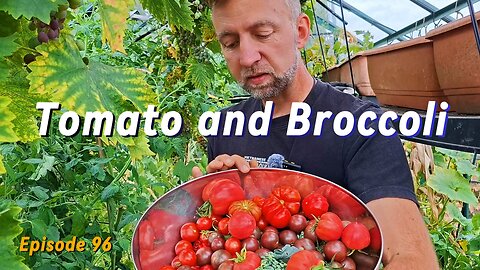 Garden Harvest & Problem Solving: Dealing with Cabbage White Butterflies