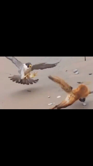 The cunning fox eluded the falcons three times.