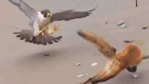 The cunning fox eluded the falcons three times.