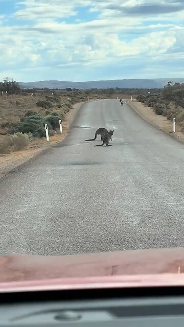 Kangaroo on the road