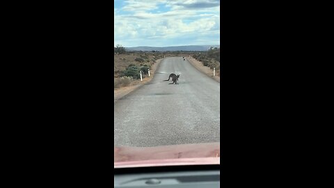 Kangaroo on the road