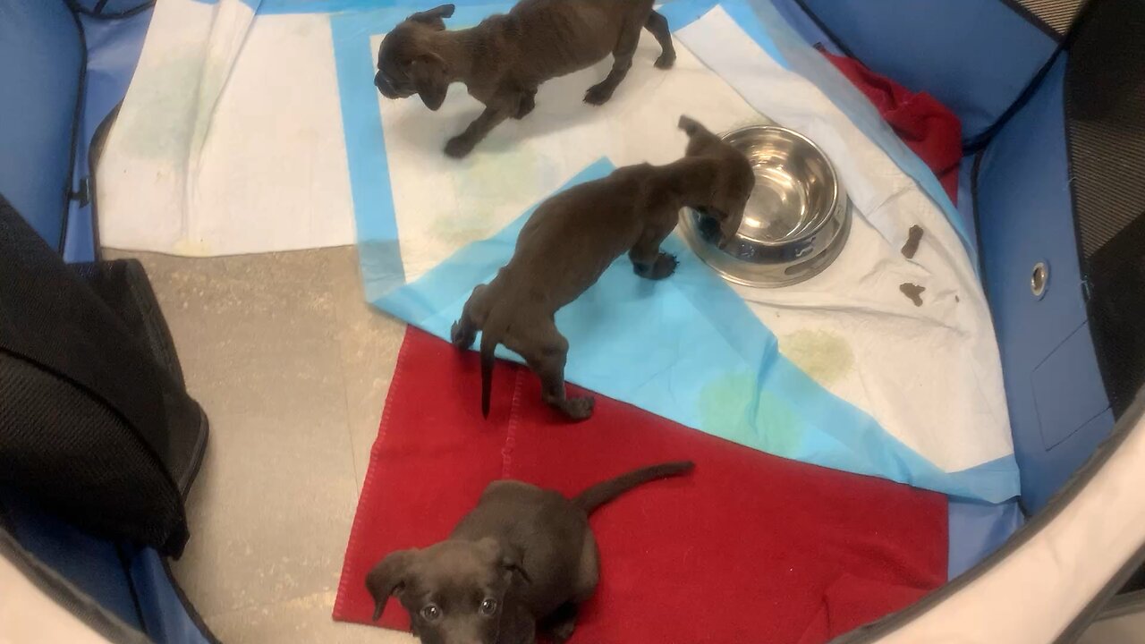Puppies at the animal shelter