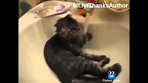 Some funny cat videos 30 sec