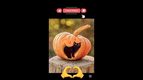Cat 🐈 video