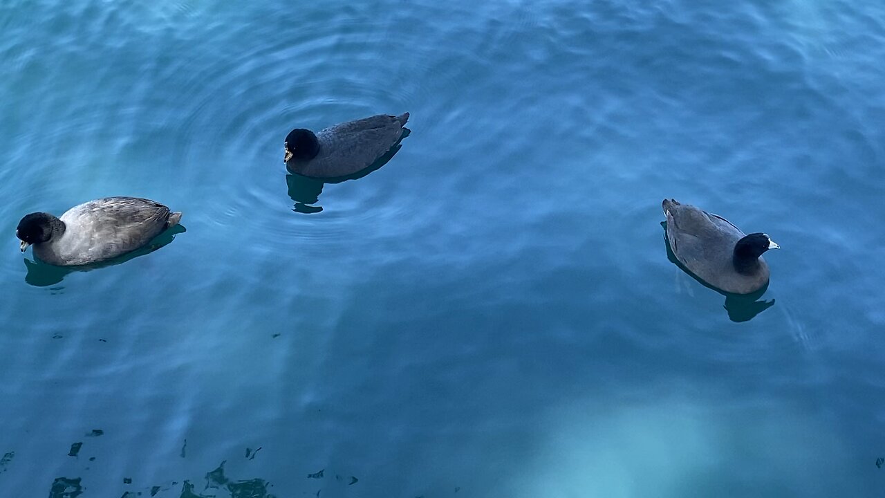 A Lots Of Coots and Two Ducks 🦆 are Swimming in The Water.
