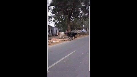 cow funny video