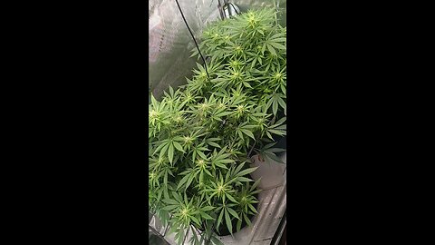 whats a Fungus gnat?