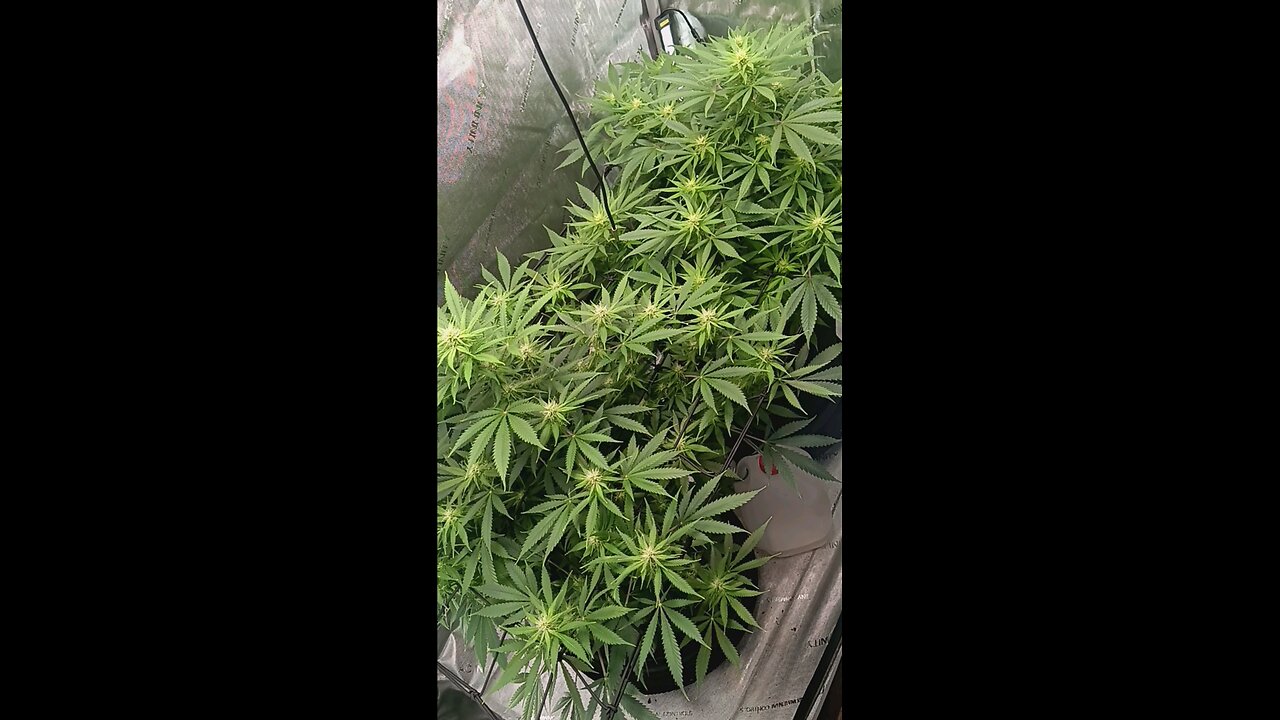 whats a Fungus gnat?