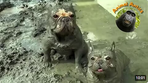 Funny Animal Moments Caught On Camera