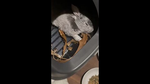 Sleep 🐇🐰❣️