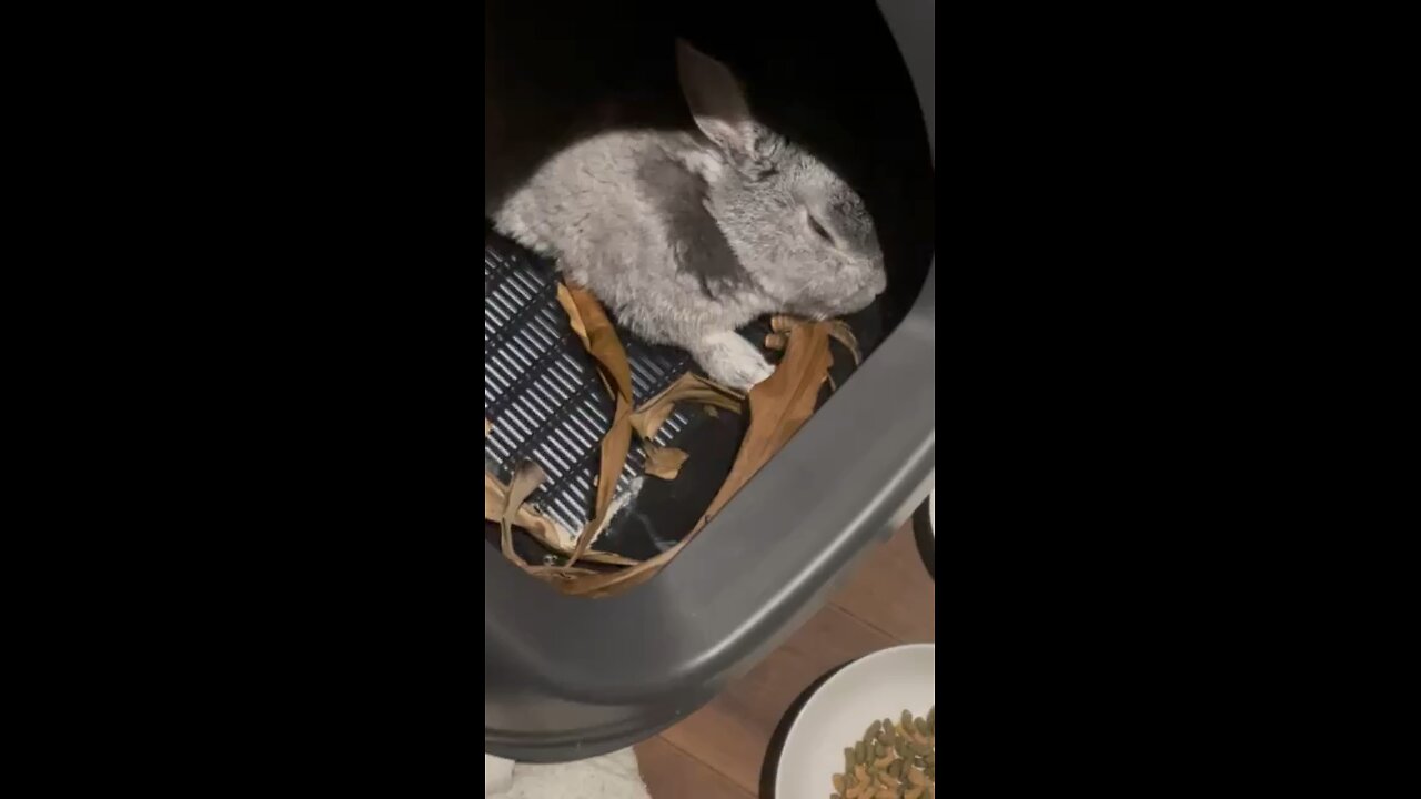 Sleep 🐇🐰❣️