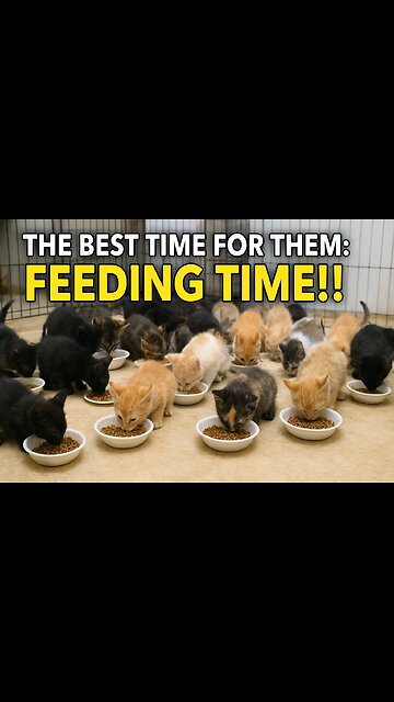 ✨ The Best Time of the Day: Over 30 Hungry Kittens at Feeding Time! 🐾🍲