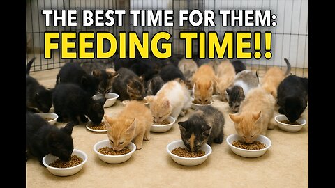 ✨ The Best Time of the Day: Over 30 Hungry Kittens at Feeding Time! 🐾🍲