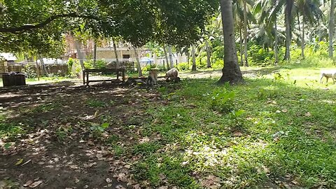 Dog entered other alpha territory#funnycats #tryNotToLaugh #funnyvideos #cutecats #top5 #shorts