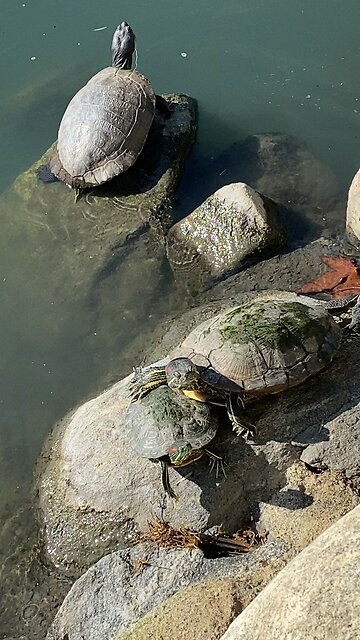 Red-Eared Slider Turtles 🐢 #redearedslider #followme #shorts #viral #trending #turtles #turtle