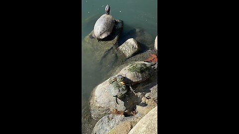 Red-Eared Slider Turtles 🐢 #redearedslider #followme #shorts #viral #trending #turtles #turtle