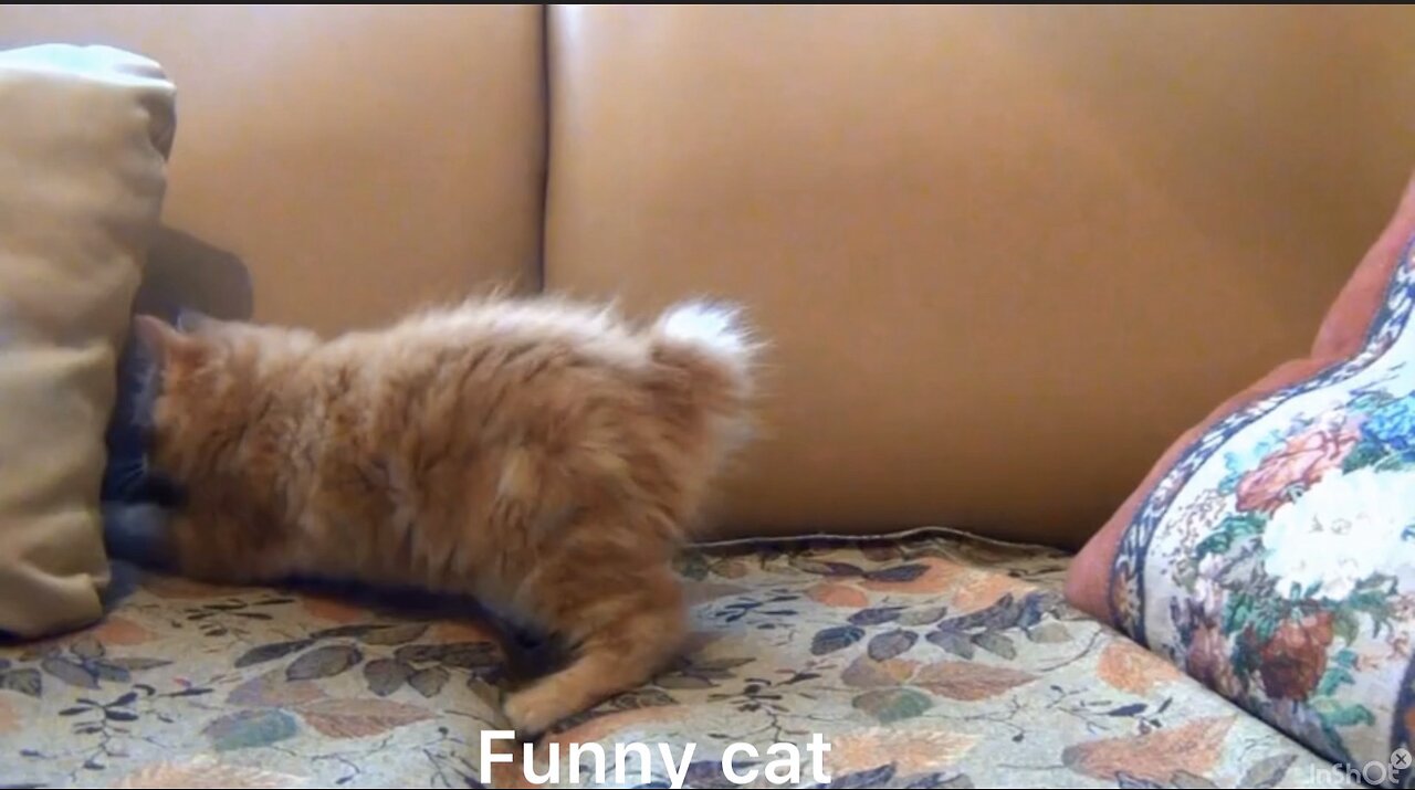 Hilarious Playful Cat Gets Stuck Behind Pillows! 😂🐾