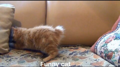 Hilarious Playful Cat Gets Stuck Behind Pillows! 😂🐾