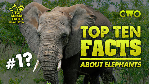 Top 10 AMAZING Facts About Elephants! 🐘 | Creatures, Wildfood & Outdoors