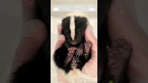 A woman found a baby skunk in the yard and became his mom
