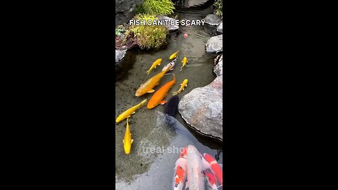 FISH CAN'T BE SCARY