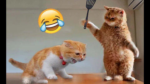 Funniest Animal Cats and Dogs Videos