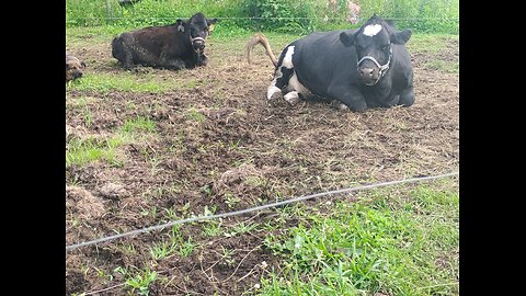 my 2 heifers are enjoying themselves eating grass I'm proud of them