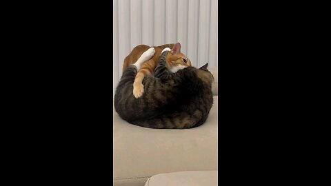 two cats