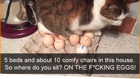 o GATO CHOCANDO OVOS.mp4